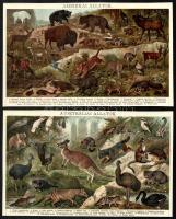 Vegyes állatos illusztráció tétel, 4 db, ofszetek, közte körbevágott, 14x22 cm és 14x22 cm közötti m...