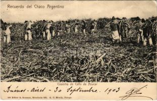 1903 Chaco, Cosecha de Cana de Azucar / sugar cane harvest (Rb)