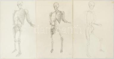 3 db anatómiai vázlatrajz. Ceruza, papír, Jelzés nélkül. 30x40 cm