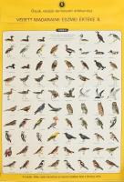 1979 Muray Róbert (1931-2009): Védett madaraink eszmei értéke II., plakát, kiadja az Országos Környezet- és Természetvédelmi Hivatal, Bp., Offset és Játékkártya-ny., feltekerve, 81,5x56,5 cm