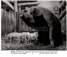 38db eredeti nagyméretű magyar fekete-fehér fotó az MTI Foto archívumából