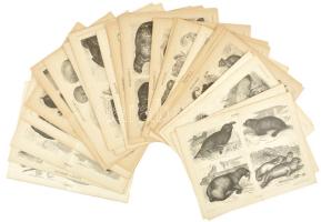 cca 1895 30 db állat témájú (vadászkutyák, szarvasok, sasok, ragadozók, rágcsálók, stb.) és egy viselet témájú nyomat a Pallas Nagy Lexikonából, helyenként apró lapszéli sérülésekkel, 24x31 cm.
