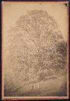 1882 Körmöcbánya, hatalmas fa egy kertben, keményhátú fotó, hátoldalon feliratozva, 11×7,5 cm