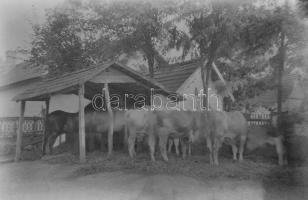 Egy doboznyi vegyes negatív