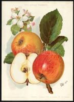1914-1916 Almafajták, a "Kertészet" c. folyóirat mellékletei, 3 db színes litográfia. Bp.,...