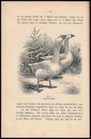 Hermann Schneider: Brut, Aufzucht und Mast von feinstem Tafelgeflügel. Leipzig,én.,Reichenbach'...