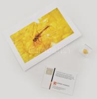 Borostyánkő zárvány rovarral, műanyag dobozban, angol nyelvű leírással, fotóval, h: kb 1 cm