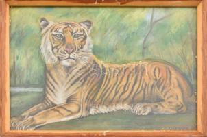 Dienes jelzéssel: Tigris. Akvarell, papír. Üvegezett fakeretben, 21×30 cm