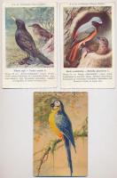 MADARAK - 11 db régi használatlan képeslap / BIRDS - 11 pre-1950 unused postcards