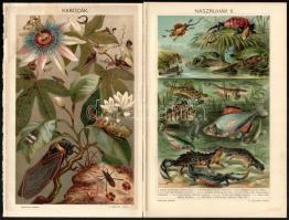 cca 1895-1900 kb. 40 db egyoldalas színes nyomat a Pallas Nagy Lexikonából (magyar díszítmények, ékí...