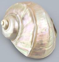 Nagyméretű gyöngyház tengeri csiga, 15,5x14x10 cm