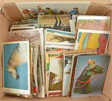 LOVAK - Kb. 900 db modern képeslap dobozban / HORSES - Cca. 900 modern postcards in a box