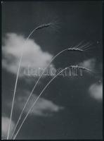 cca 1930-1940 Szendrő István (1908-2000): Búzakalászok felhőkkel (fotóművészeti alkotás), hátoldalán pecséttel jelzett fotó, 23x17 cm