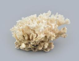 Fehér korall, sérülésekkel, d: 13 cm