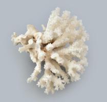 Fehér korall, sérülésekkel, d: 18 cm