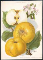 1914-17 2 db gyümöcsöket ábrázoló litográfia 26x18 cm