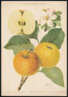 1914-17 2 db gyümöcsöket ábrázoló litográfia 26x18 cm