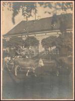 cca 1910 Szarvasmarhák a vásárban. Nagy méretű keményhátú fotó 25x32 cm