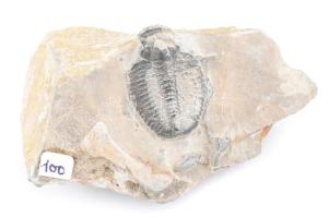 Régi fosszília, kőméret: 7x5, fosszília méret: 3x2cm. Trilobita, háromkaréjú ősrák.