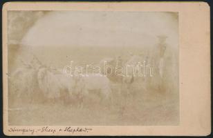 cca 1900 Juhász juhokkal, Hortobágy, keményhátú fotó, feliratozva, 12×16 cm