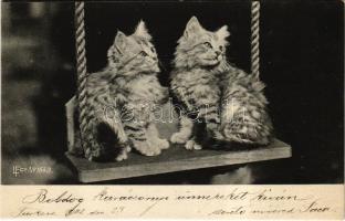 1902 Kis macskák / Cats