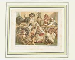 cca 1896 Kutyák, nyomat, papír, Pallas Nagy Lexikona, paszpartuban, lap széle foltos, 22,5x28 cm