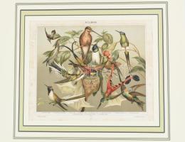 cca 1896 Kolibrik, nyomat, papír, Pallas Nagy Lexikona, paszpartuban, lap széle foltos, 22,5x28 cm