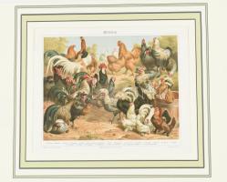 cca 1896 Tyúkfélék (Hühner), nyomat, papír, Meyers Konversations-Lexikon 5. kiadás, paszpartuban, 22,5x28 cm