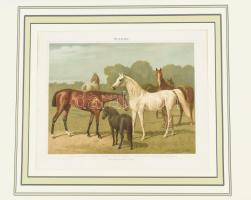 cca 1896 Lovak (Pferde), többek közt magyar ló (ungarisches Pferd), nyomat, papír, Meyers Konversations-Lexikon 5. kiadás, paszpartuban, 22,5x28 cm