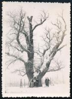 1940 Balatonakarattya, Rákóczi-fa, hátoldalon feliratozott fotó, szép állapotban, 8×6 cm