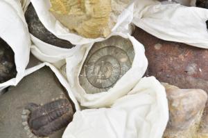 31 darabos nagyrész karbon korszak beli fosszília gyűjtemény, közte ritka darabokkal. Amoniteszek, S...