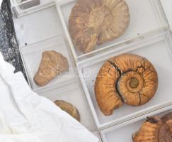 31 darabos nagyrész karbon korszak beli fosszília gyűjtemény, közte ritka darabokkal. Amoniteszek, S...