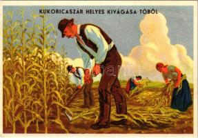 Kukoricaszár helyes kivágása tőből. Magyar mezőgazdasági propagandalap / Hungarian agricultural propaganda, cutting the corn stalk