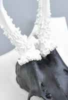 Festett őzbak dísztrófea, fa talpon, 30x10 cm