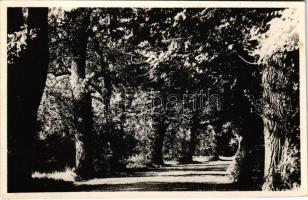 Szamosújvár, Gherla; Sétatéri ősfák. Bodor Gábor fényképész / park, ancient trees