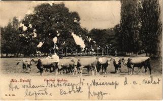 1901 Kisjenő, Kis-Jenő, Chisineu-Cris; Livádai tájkép marhagulyával / farm with cattle (felszíni sérülés / surface damage)