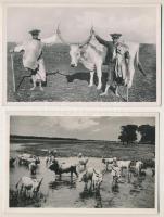 Hortobágyi szürke marha gulya - 6 db régi képeslap és fotó