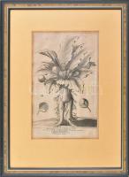 Mandragora cum suis floribus et fructu (...), rézmetszet, papír, jelzés nélkül, 28x19,5 cm. Üvegezett fakeretben.