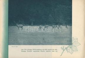 cca 1930 Ungarn - vadászati prospektus, vadászidény-táblázattal, fotókkal illusztrált