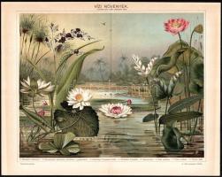 cca 1896 5 db színes növényi témájú illusztráció (Teremnövények I-II., Kaktuszok és kaktusztermetű k...