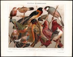 cca 1896 5 db színes madár témájú illusztráció (külföldi szobamadarak, kacsafelék, kolibrik stb.), Pallas Nagy Lexikona, Bp., Posner-ny., helyenként kissé foltos, 24x30 cm