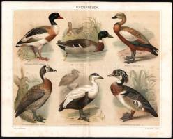 cca 1896 5 db színes madár témájú illusztráció (külföldi szobamadarak, kacsafelék, kolibrik stb.), P...