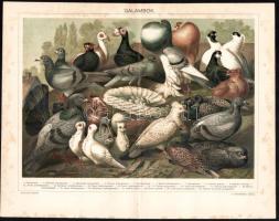 cca 1896 5 db színes madár témájú illusztráció (külföldi szobamadarak, kacsafelék, kolibrik stb.), P...