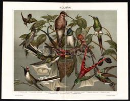 cca 1896 5 db színes madár témájú illusztráció (külföldi szobamadarak, kacsafelék, kolibrik stb.), P...