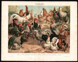 cca 1896 5 db színes madár témájú illusztráció (külföldi szobamadarak, kacsafelék, kolibrik stb.), P...