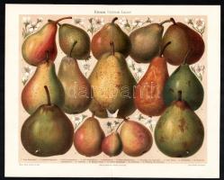 cca 1900 Gyümölcsfajták (alma, körte), 2 db nyomat, papír, Meyers Konversations-Lexikon 6. kiadás, 2...