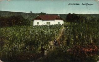 Beregszász vineyards (Eb, Rb)