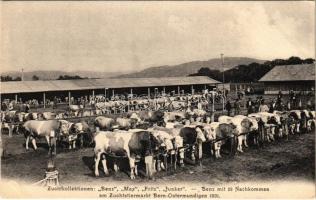 Bern-Ostermundigen, Zuchtkollektionen: Benz, Max, Fritz, Junker, Benz mit 28 Nachkommen am Zuchtstiermarkt 1901 / breeding bull market