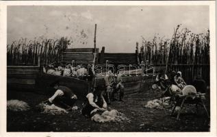 1938 Hortobágy, juhnyírás, magyar folklór. N. Németh kiadása