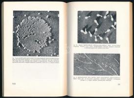 Wolfhard Weidel: A vírus. Stúdium Könyvek 30. Bp., 1961., Gondolat. Kiadói papírkötés